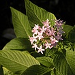 prvpink flower 1a.jpg